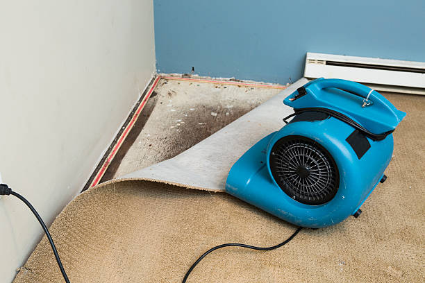 Best Water damage cleanup near me  in Westminster, SC